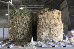 Wheat Straw & Alfalfa Blend