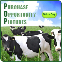 Purchase Opportunity Pictures